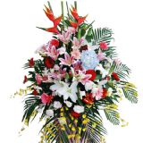 ϰʻٵ