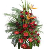 ϰʻٵ